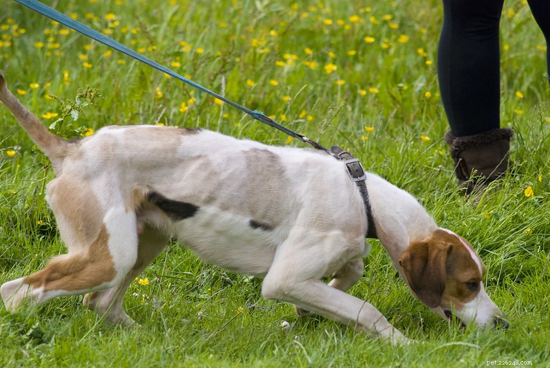 Four Essential Tips for Safely Walking Your Dog During Hot Summer Days