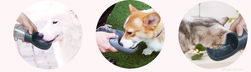 Four Essential Tips for Safely Walking Your Dog During Hot Summer Days
