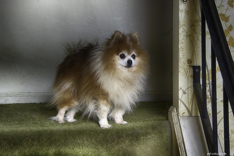 Choosing the Right Dog: Understand Breed Classifications for a Responsible Companion