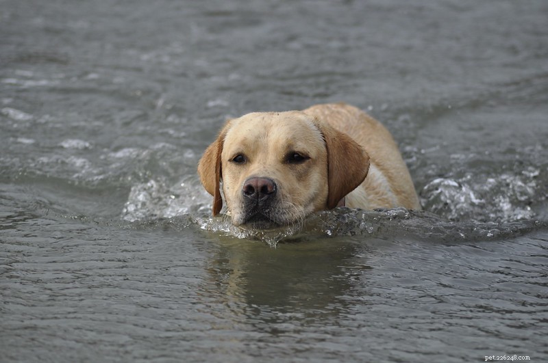 Choosing the Right Dog: Understand Breed Classifications for a Responsible Companion