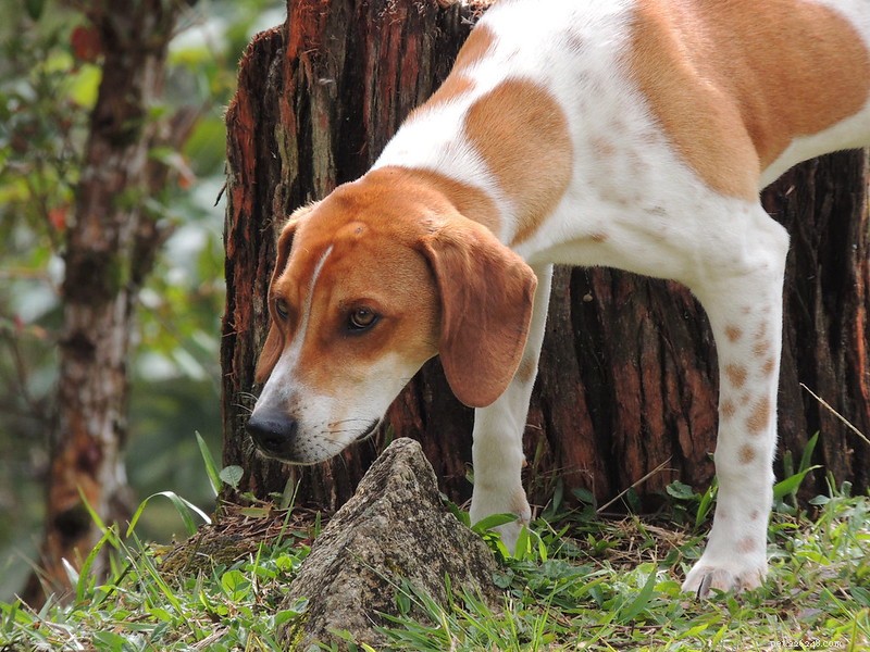 Choosing the Right Dog: Understand Breed Classifications for a Responsible Companion