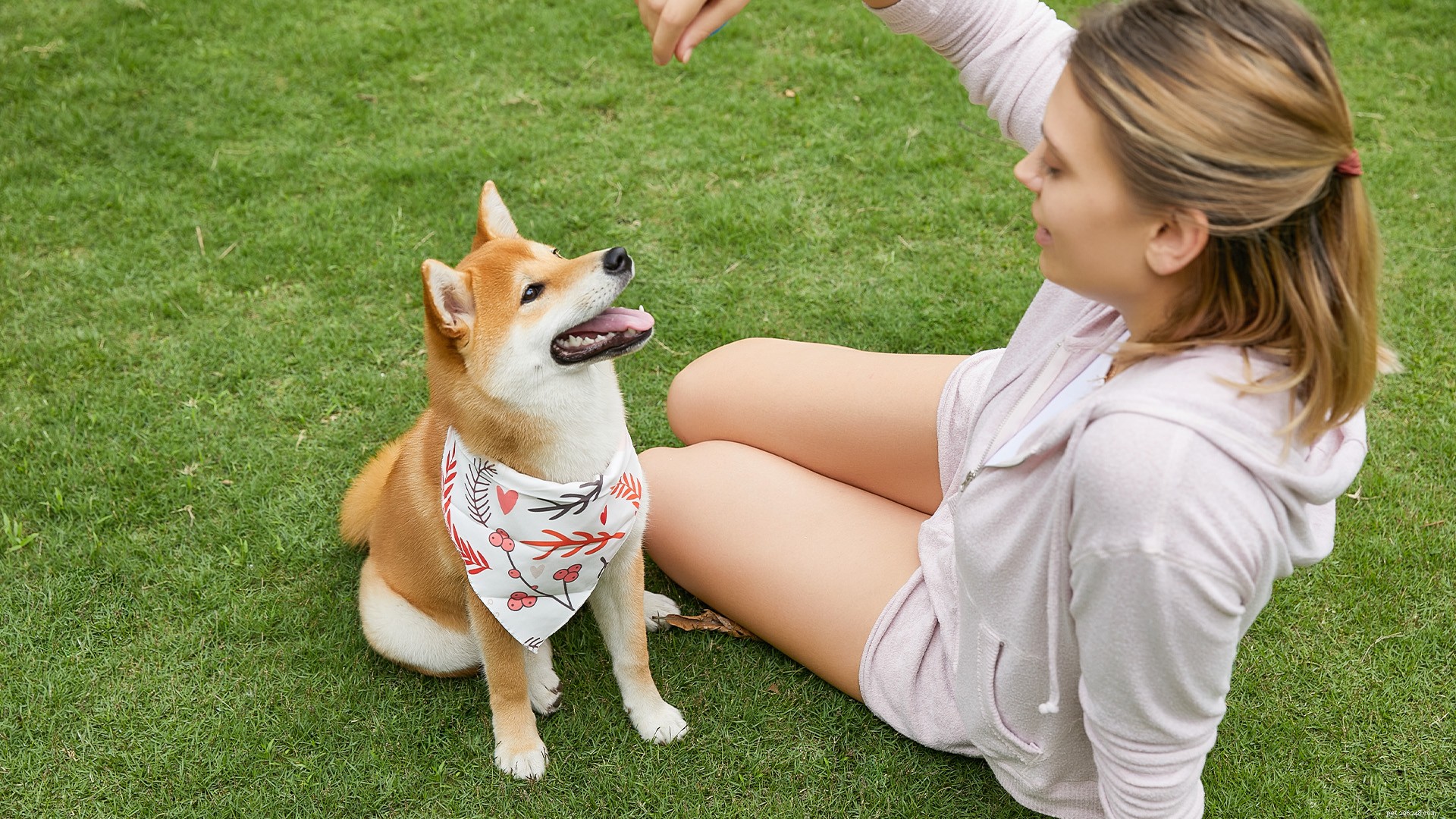 Choosing the Right Dog: Understand Breed Classifications for a Responsible Companion