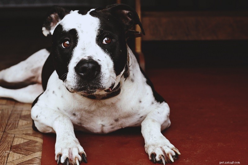 Choosing the Right Dog: Understand Breed Classifications for a Responsible Companion