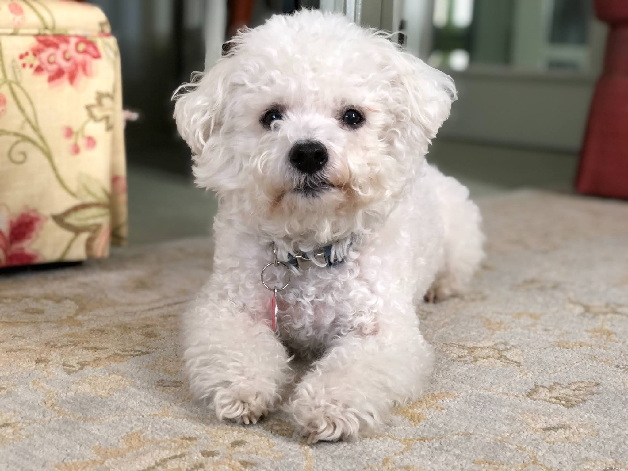 Discover the 9 Most Popular Dog Breeds – A Quick Guide