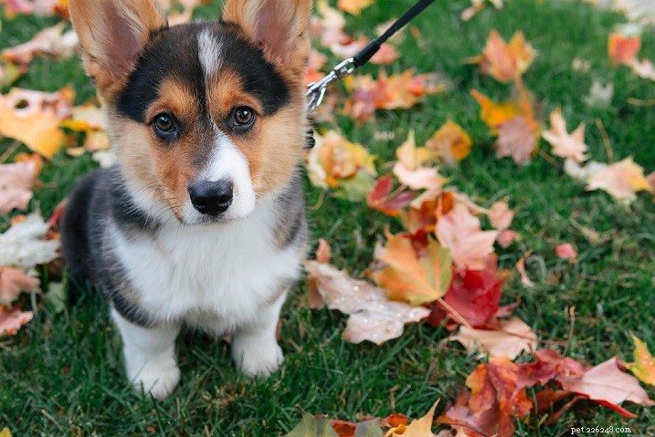Discover the 9 Most Popular Dog Breeds – A Quick Guide