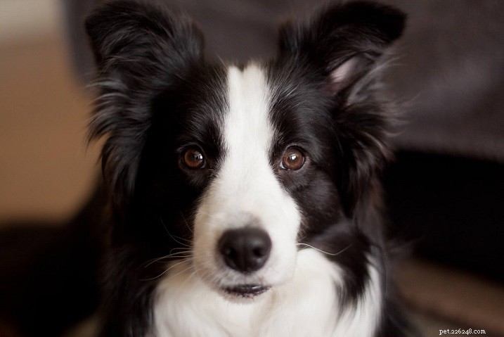 Discover the 9 Most Popular Dog Breeds – A Quick Guide