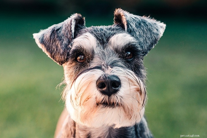 Discover the 9 Most Popular Dog Breeds – A Quick Guide