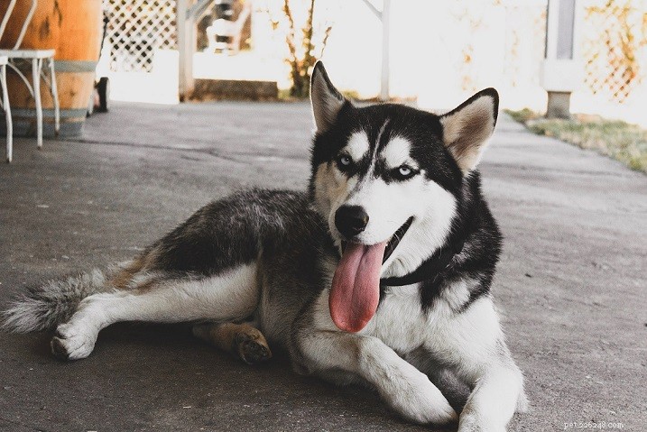 Discover the 9 Most Popular Dog Breeds – A Quick Guide