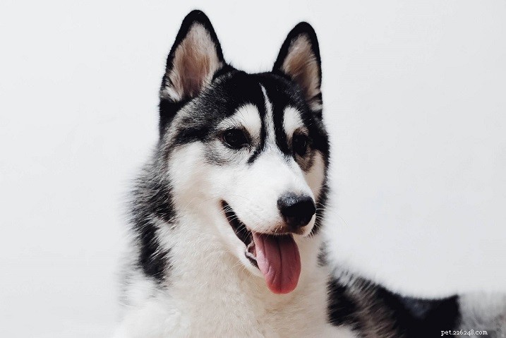 Discover the 9 Most Popular Dog Breeds – A Quick Guide