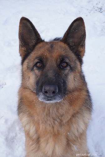 Discover the 9 Most Popular Dog Breeds – A Quick Guide