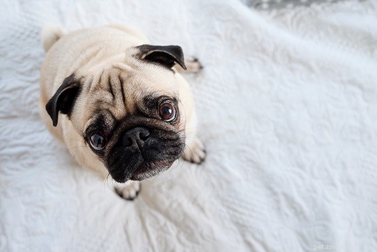 How Long Should You Walk Your Dog? Breeds, Energy & Expert Guidelines