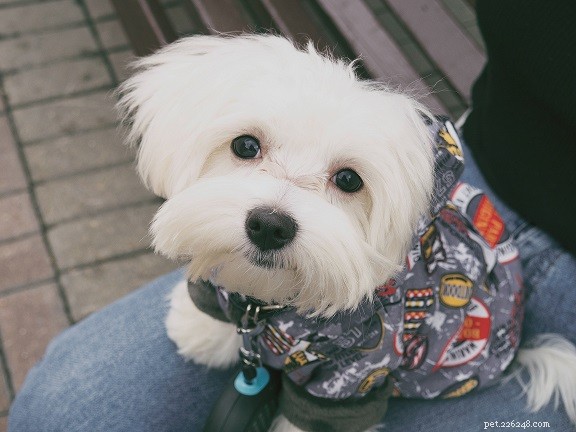 How Long Should You Walk Your Dog? Breeds, Energy & Expert Guidelines