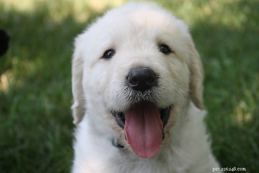 Essential Guidelines for Humane Dog Training
