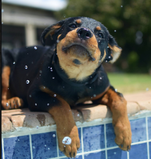 Essential Guidelines for Humane Dog Training
