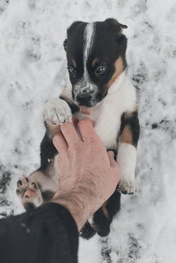 Essential Guidelines for Humane Dog Training