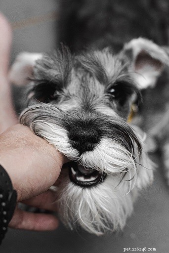 Top 10 Office-Friendly Dog Breeds for a Productive Workplace
