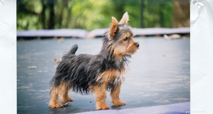 Top 10 Office-Friendly Dog Breeds for a Productive Workplace