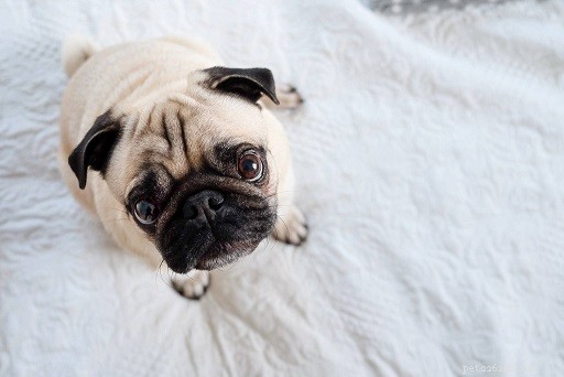 Top 10 Office-Friendly Dog Breeds for a Productive Workplace