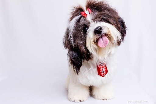 Top 10 Office-Friendly Dog Breeds for a Productive Workplace