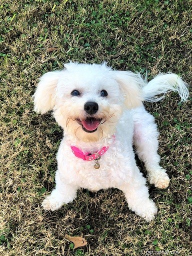 Top 10 Office-Friendly Dog Breeds for a Productive Workplace