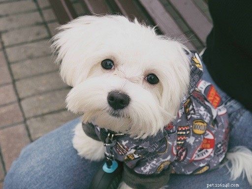 Top 10 Office-Friendly Dog Breeds for a Productive Workplace