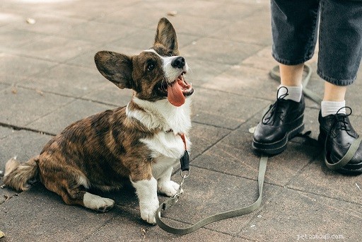 Top 10 Office-Friendly Dog Breeds for a Productive Workplace