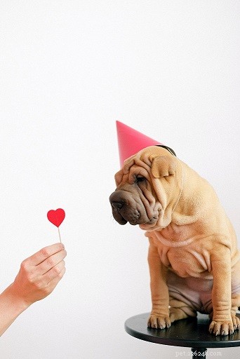 Top 10 Office-Friendly Dog Breeds for a Productive Workplace