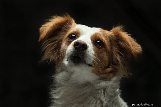Top 10 Office-Friendly Dog Breeds for a Productive Workplace