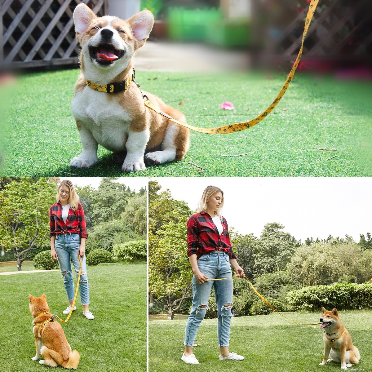 Why Your Dog Resists a Leash & How to Fix It