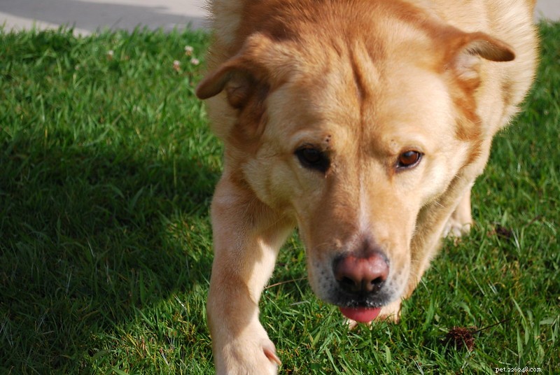 Managing Excess Saliva in Golden Retrievers: Tips for Comfort and Health
