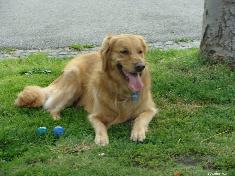 Managing Excess Saliva in Golden Retrievers: Tips for Comfort and Health