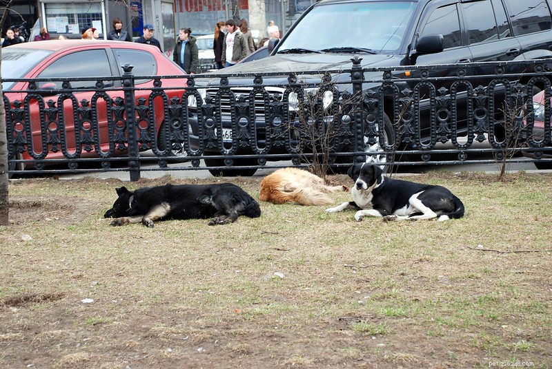 Adopting a Stray Dog: Essential Steps and Supplies