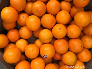 Safe Fruits for Dogs: Boost Health and Wellness