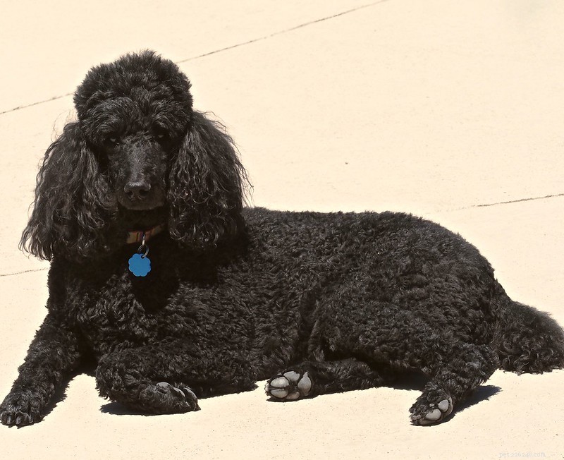 5 Low‑Odor Dog Breeds That Won’t Leave a Stench