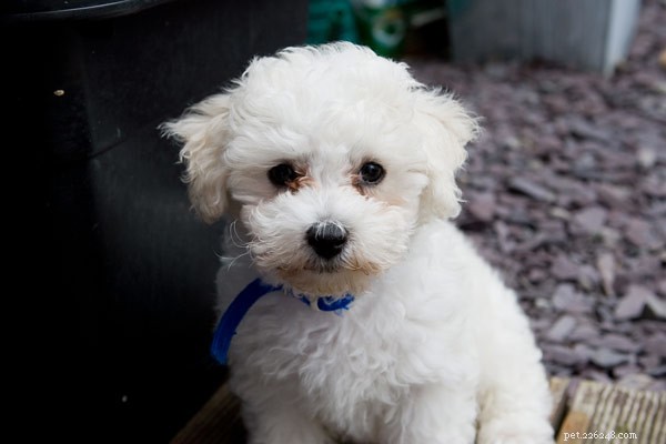 5 Low‑Odor Dog Breeds That Won’t Leave a Stench