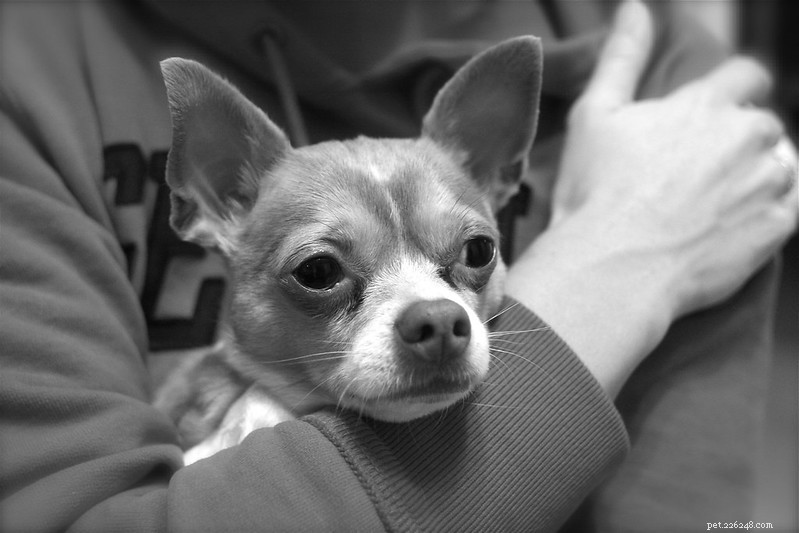 5 Low‑Odor Dog Breeds That Won’t Leave a Stench