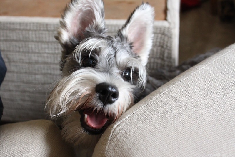 5 Low‑Odor Dog Breeds That Won’t Leave a Stench