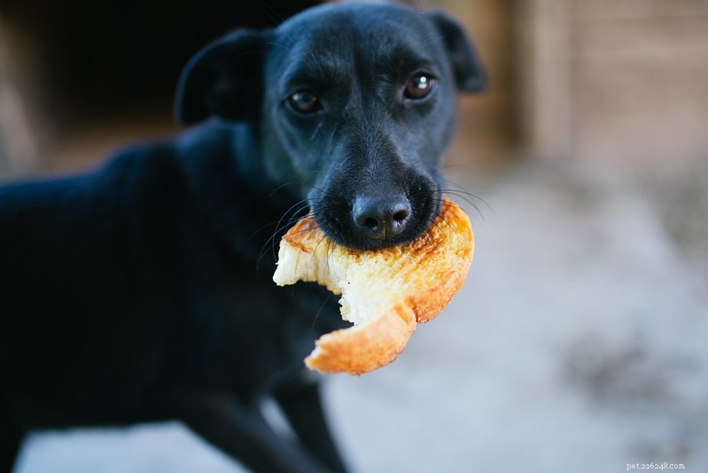 Essential Nutrition Tips for Supporting Pit Bull Growth and Bone Health