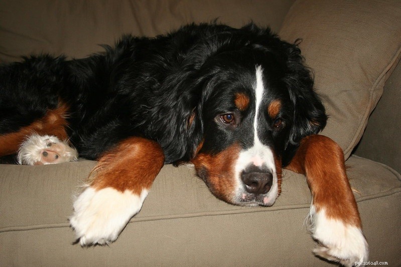 Why Feeding Your Dog Egg Yolk Is Nutritious and Safe