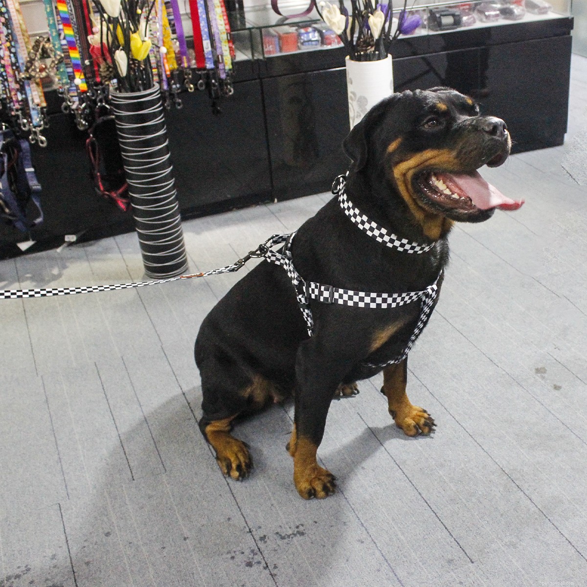 How to Pick the Perfect Dog Harness: Essential Tips