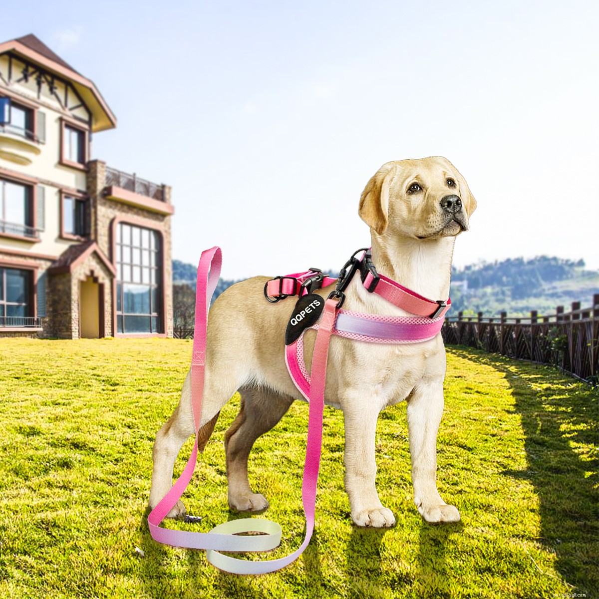 How to Pick the Perfect Dog Harness: Essential Tips