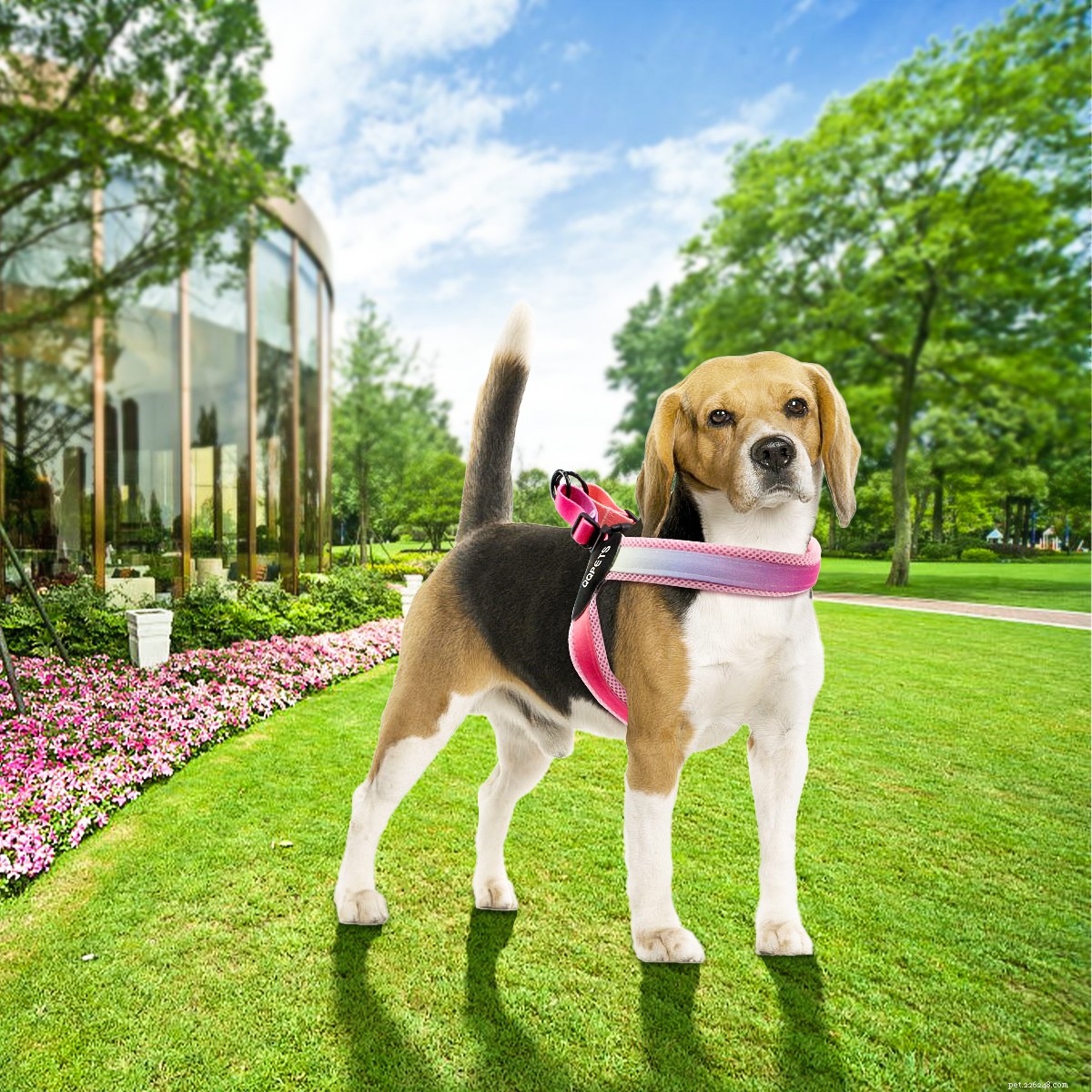 How to Pick the Perfect Dog Harness: Essential Tips
