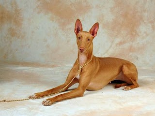 Top 5 Most Expensive Dogs Worldwide – The First Topping $1.9 Million