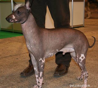 Top 5 Most Expensive Dogs Worldwide – The First Topping $1.9 Million