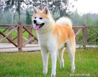 Top 5 Most Expensive Dogs Worldwide – The First Topping $1.9 Million