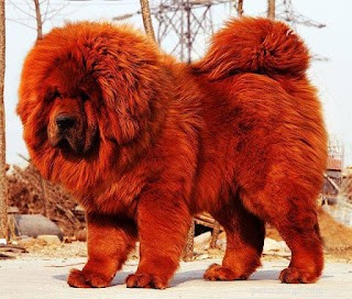 Top 5 Most Expensive Dogs Worldwide – The First Topping $1.9 Million