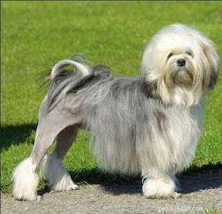 Top 5 Most Expensive Dogs Worldwide – The First Topping $1.9 Million
