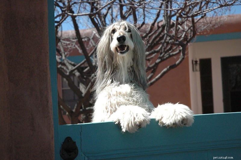Afghan Hound: The World s Noble, Elegant Canine Companion