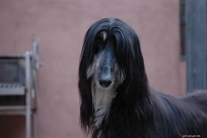 Afghan Hound: The World s Noble, Elegant Canine Companion