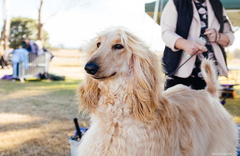 Afghan Hound: The World s Noble, Elegant Canine Companion